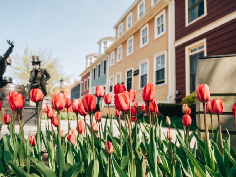 Outdoor image of The Great George with a street view of beautiful red tulips