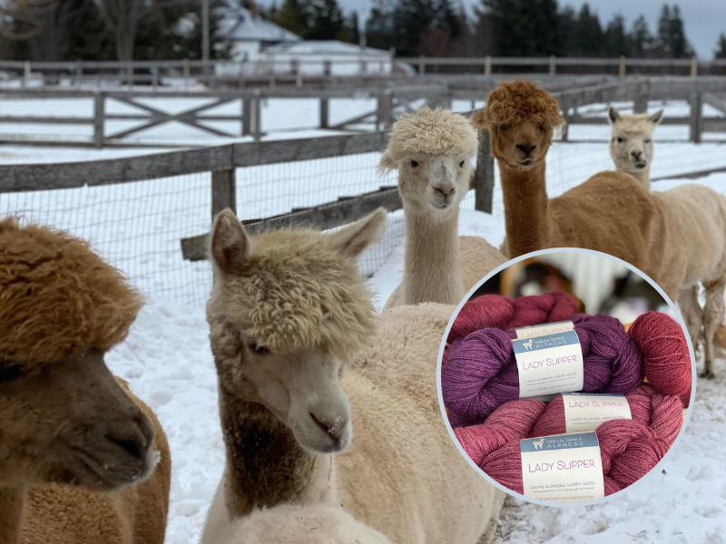 Herd of alpacas in winter paddock with inserted image of dyed yarn