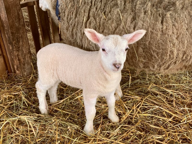 Lamb and ewe at Island Hill Farm