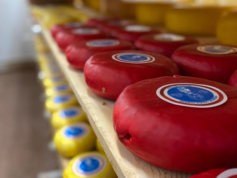 Waxed rounds of cheese in coolers at Glasgow Glen Farm