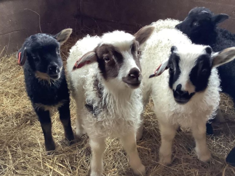 Icelandic lambs of Blomidon Farm