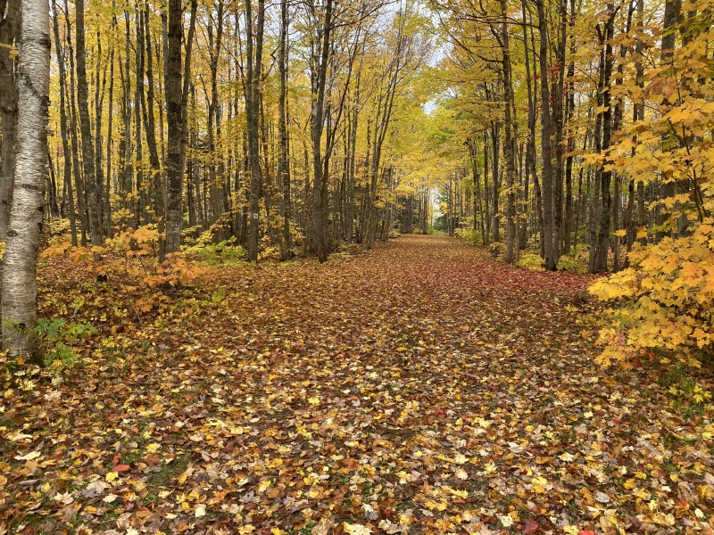 Wooded path with fall foliage