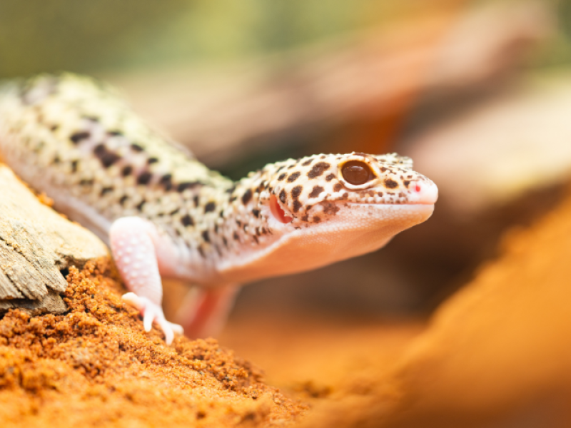 image of a small reptile, possibly a lizard