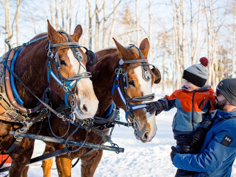 parent and child look at team of horses ready for a sleigh ride