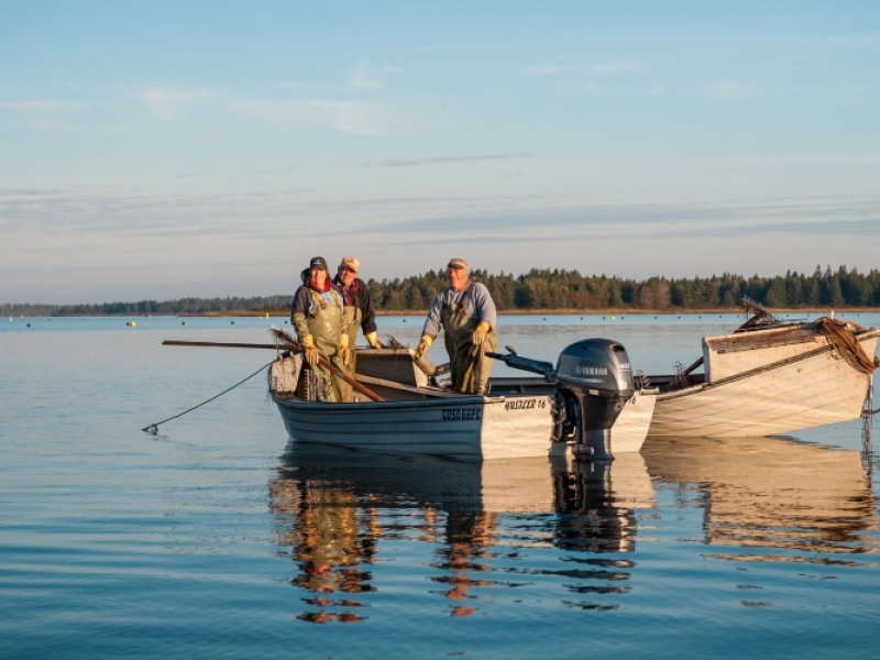 Image of two oyster dories with three people in one off the coast of Howard's Cove, PEI