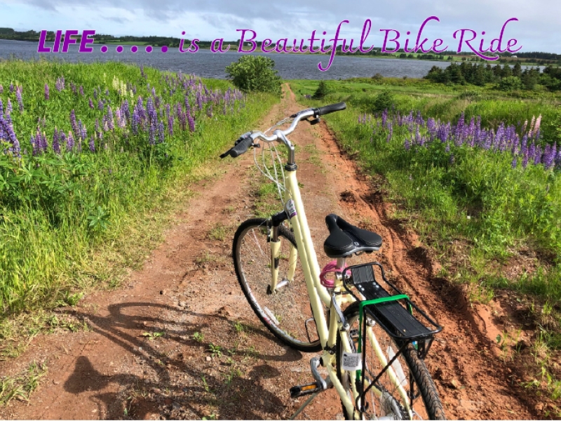 Image of lone bike on red dirt road lined with lupins with text "Life if a Beautiful Ride"