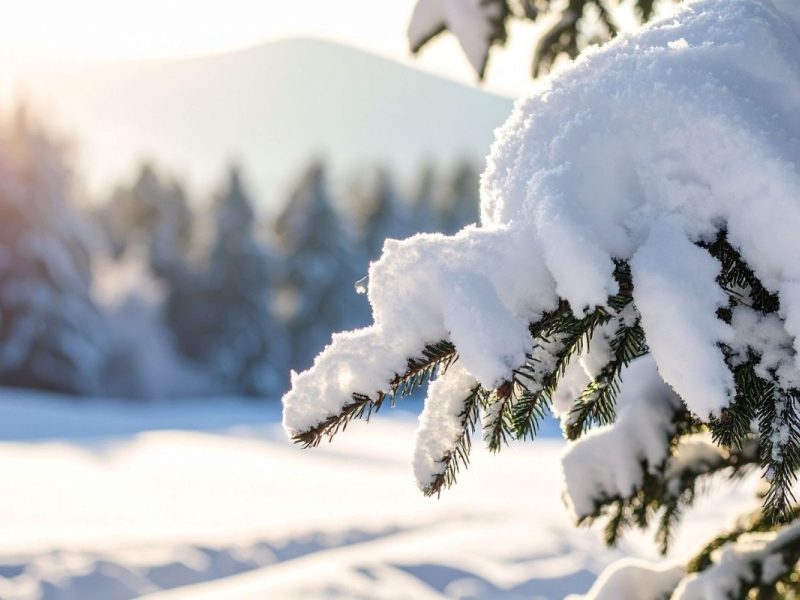 snow covered pine tree branches on the side of a ski hil