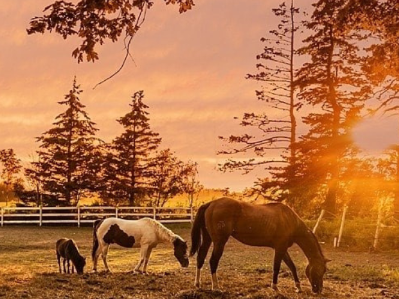 picture of three horses in a field at sunset.