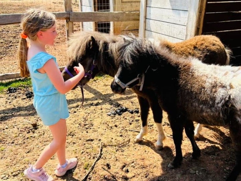 Young girl petting two miniature horses