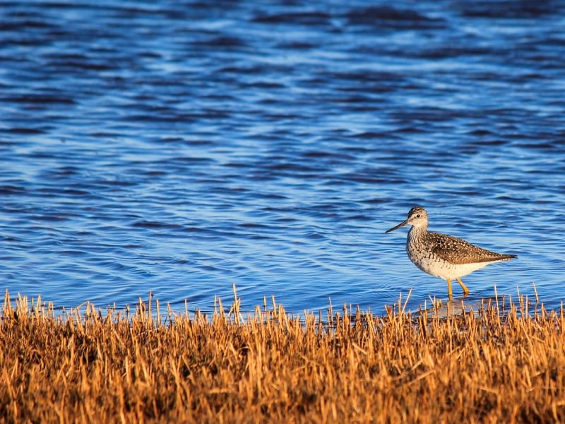 Shorebird at PEI beach with blue water in background
