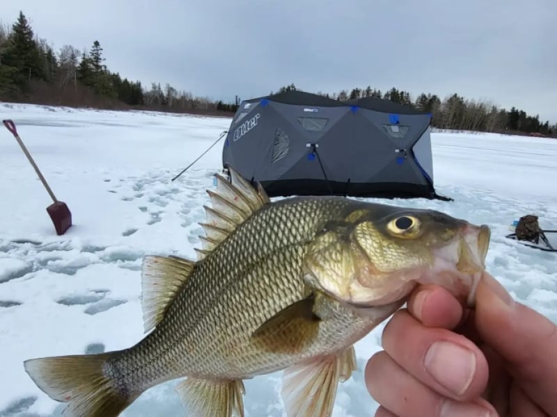 Close-up of hand holding a winter perch fish with nylon fishing hut in background
