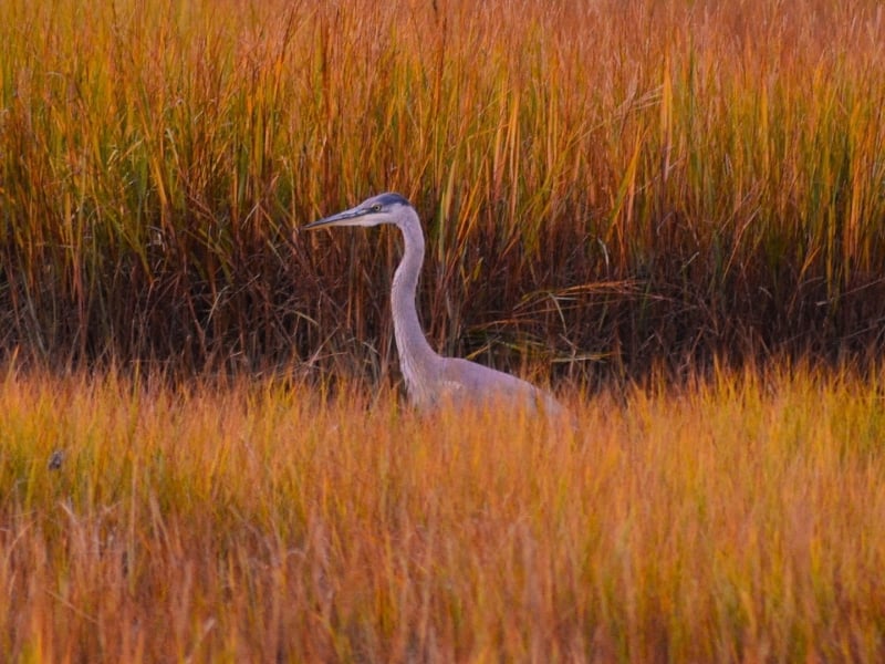 Great Blue Heron in tall marsh grass in fall, PEI