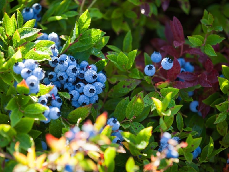 Blueberry Bush