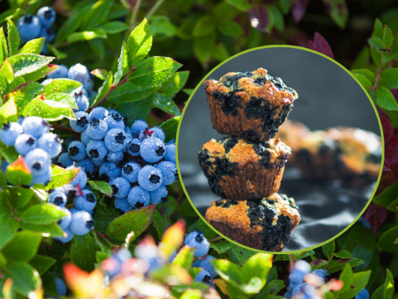 Image of wild blueberries in PEI field with inserted image of high fibre blueberry muffins