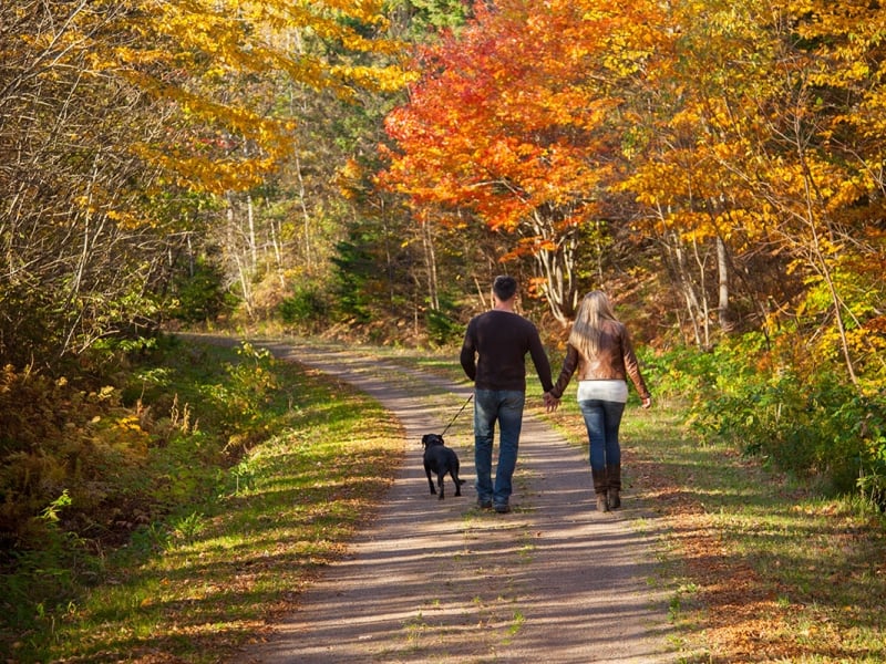 Couple and dog walk the Confederation Trail under canopy of fall folliage