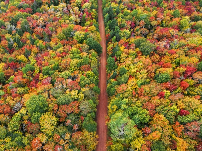 Aerial view of changing leaves during fall