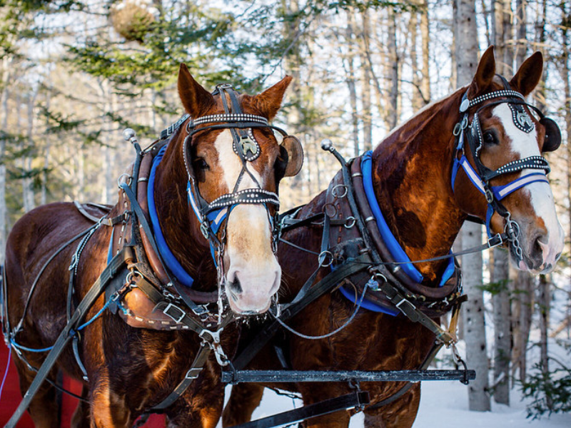 Horses ready to provide a winter sleigh ride