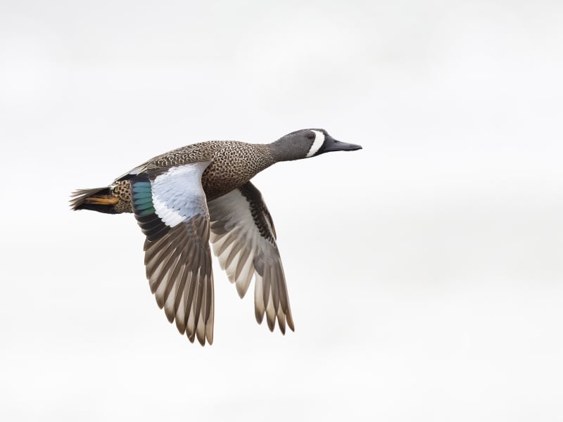 iStock image of Blue-winged teal in flight