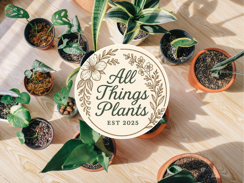 Stock image of houseplants in pots on floor with "All Things Plants" logo in foreground