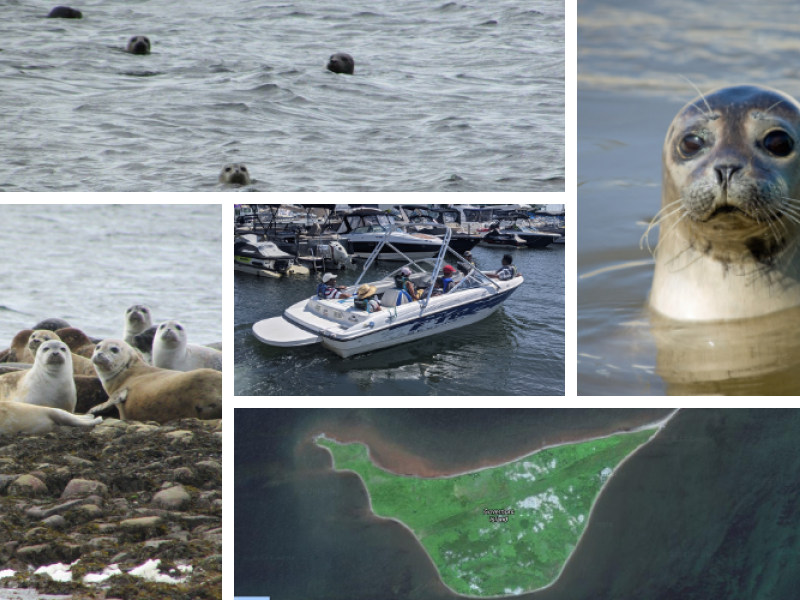 collage of seals in different locations on the water and shore