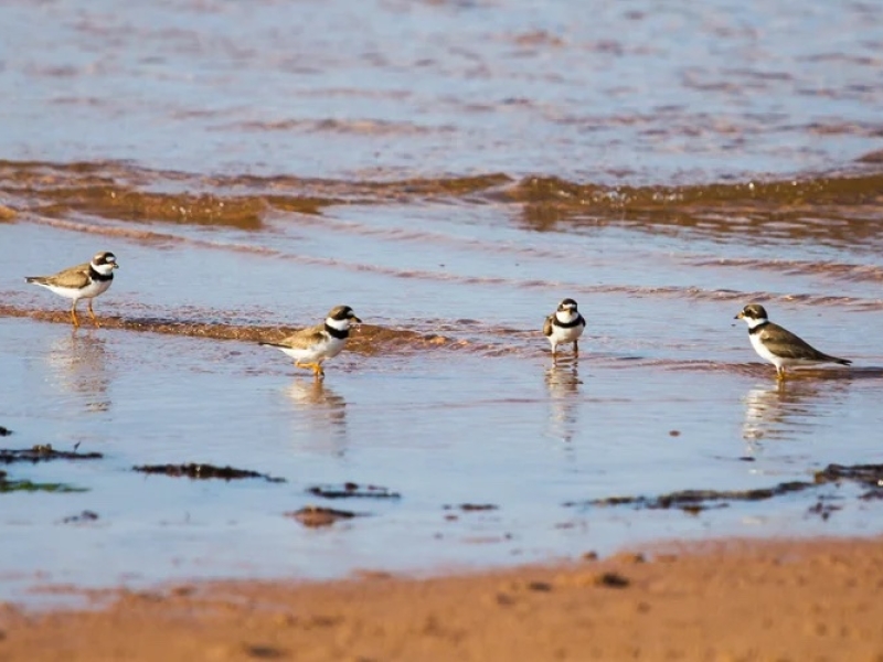 piping plovers on a beach