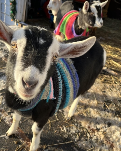 Beach Goat in sweater