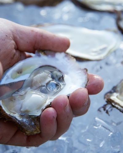 Hand shucking an oyster with oysters on half shell on ice in background