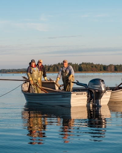 Image of two oyster dories with three people in one off the coast of Howard's Cove, PEI