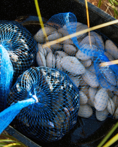 Mussels and Clams