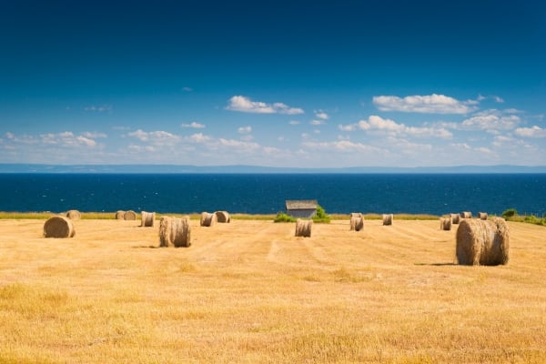 View of field of round hay bales in coastal field of Guernsey Cove, PEI