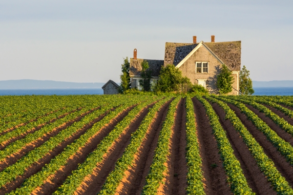 Guernsey Cove, house, fields, day