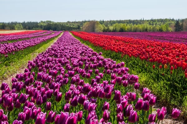 Tulips, Dromore, Vanco, field