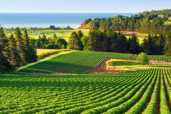 Little Harbour, fields, trees, water