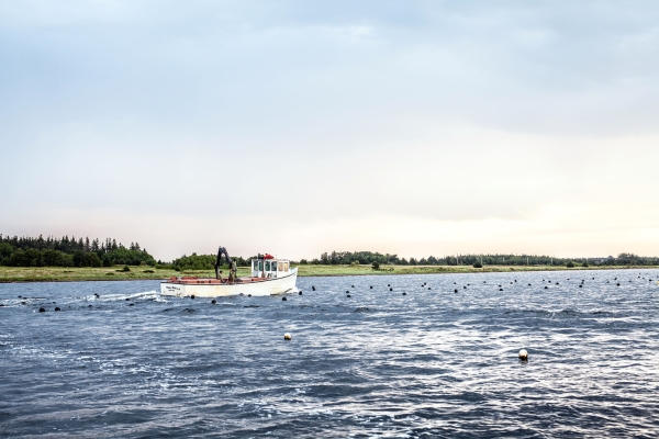 Mussel Harvesting, fishing 