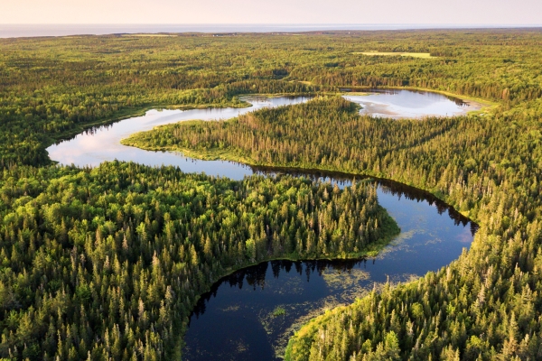 River, forest, trees 