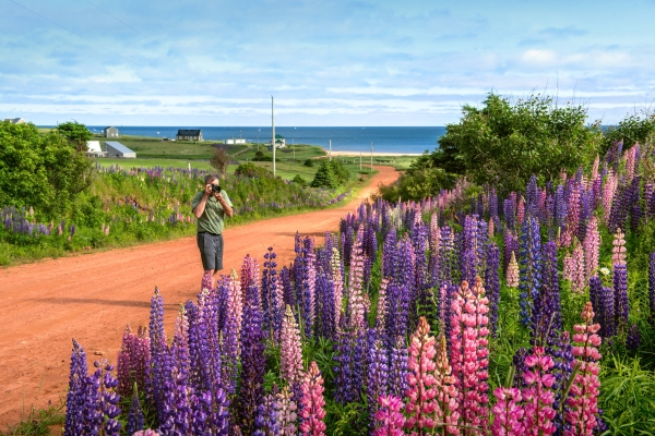 Photographer taking photos of lupins from red dirt road in Seaview, PEI