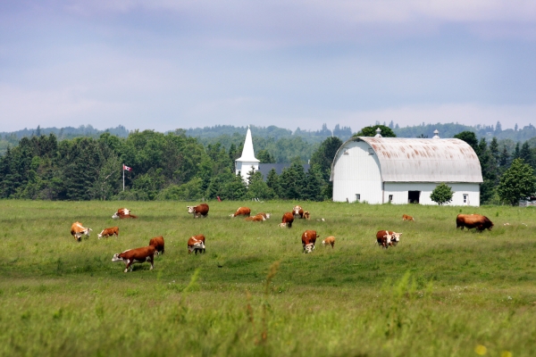 Field of cows with church steeple and barn in background