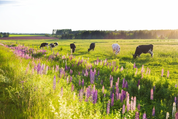 Field of grazing dairy cows with lupins in foreground