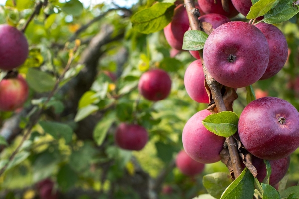 Apples handing on trees ready for picking