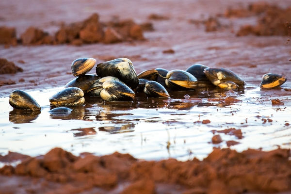 clams in water