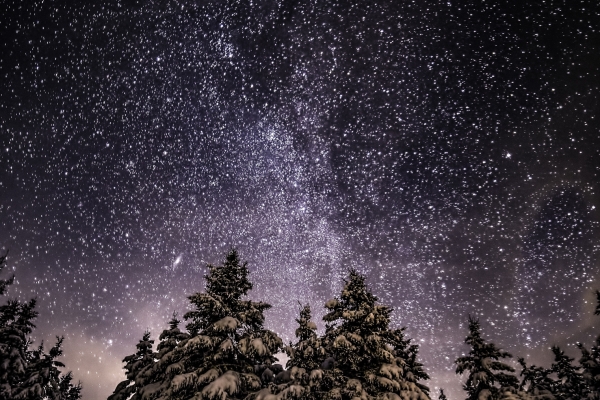 Starry winter night sky above flocked evergreens