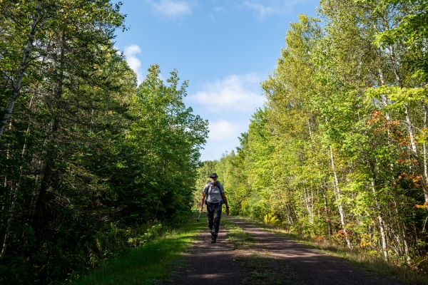 Lone hiker along a tree-lined road