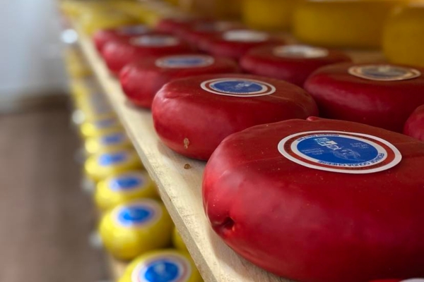 Waxed rounds of cheese in coolers at Glasgow Glen Farm
