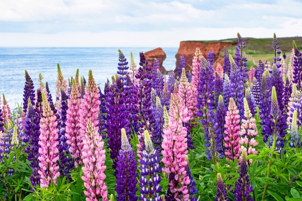 Patch of lupins in foreground with red cliffs in background