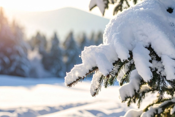snow covered pine tree branches on the side of a ski hil