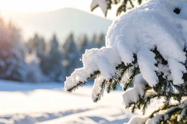 snow covered pine tree branches on the side of a ski hil