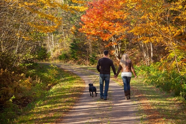 Couple and dog walk the Confederation Trail under canopy of fall folliage
