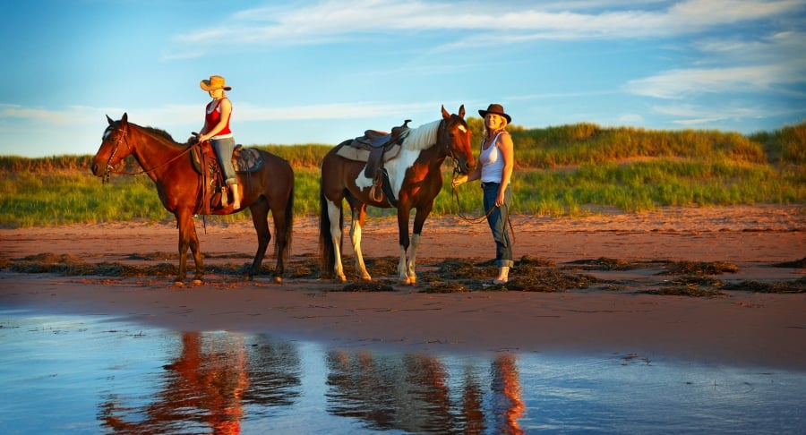 Horses on the beach, two horses