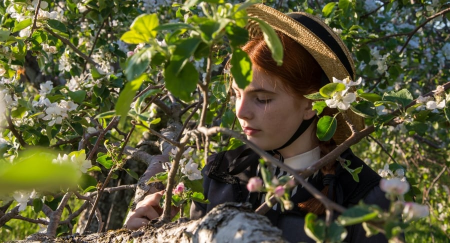Anne of Green Gables, branches