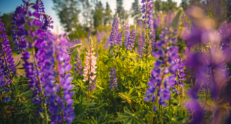 Lupins, flowers